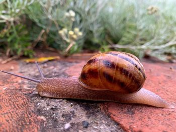 Close-up of snail