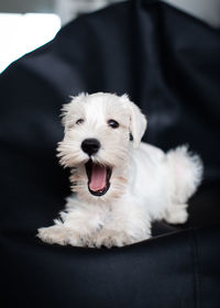 Portrait of white dog relaxing on sofa