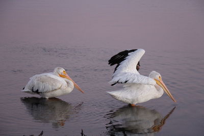 Close-up of pelican