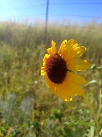 Close-up of yellow flower