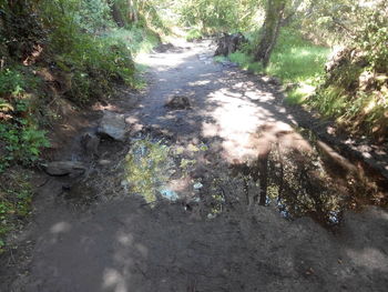 Footpath amidst trees