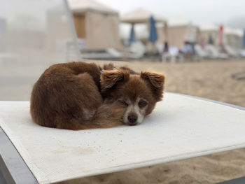 Portrait of dog relaxing on land