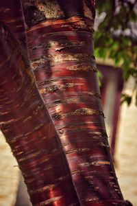 Close-up of tree trunk