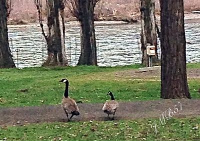 Birds on lakeshore