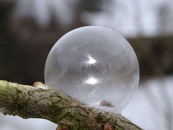 Close-up of crystal ball on a tree