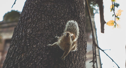 Close-up of squirrel on tree trunk