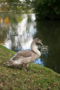 Close-up of duck in lake