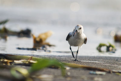 Close-up of seagull perching on a sea