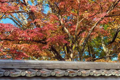 Cherry blossom trees in park during autumn