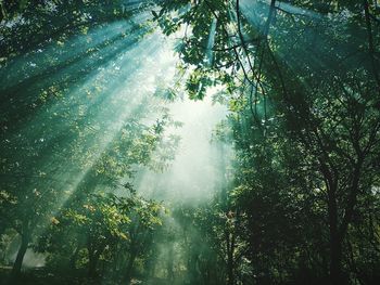 Low angle view of trees in forest