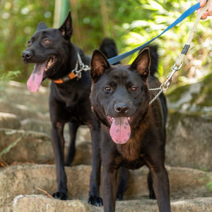 Portrait of black dog