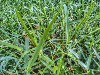 Full frame shot of plants growing on field