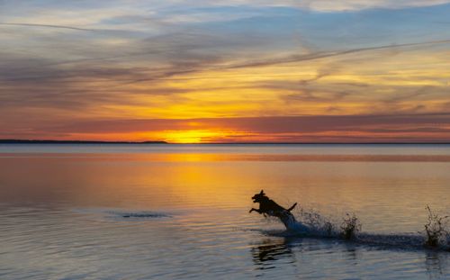 Scenic view of sea during sunset