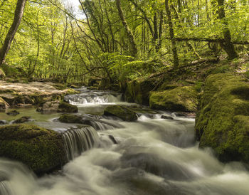 Scenic view of waterfall in forest