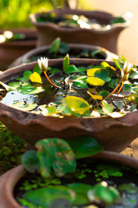 Close-up of potted plant leaves
