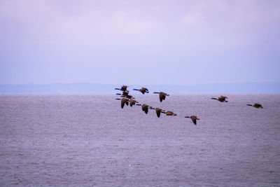 Geese flying over sea during dusk