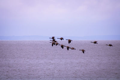 Birds in sea against sky