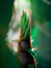 Close-up of bamboo sprout