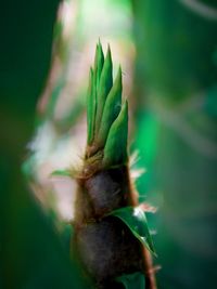 Close-up of insect on plant