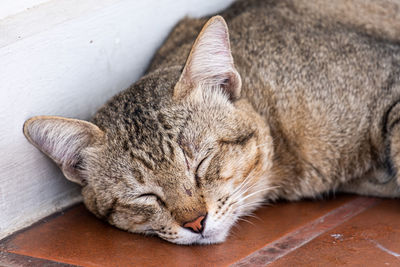 Close-up of a sleeping cat