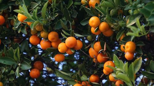 Low angle view of orange tree