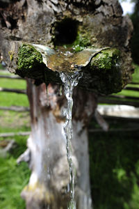 Close-up of water drop on tree trunk