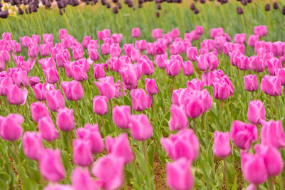 Close-up of pink flowers growing on field