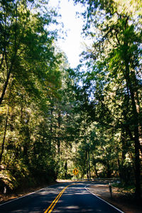 Empty road along trees