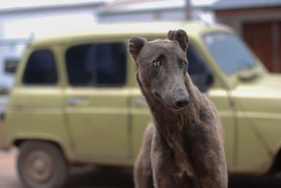 Close-up of dog against car