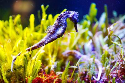 Sea horse close-up