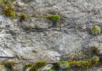 High angle view of moss growing on rock