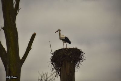 Low angle view of bird perching on tree against sky