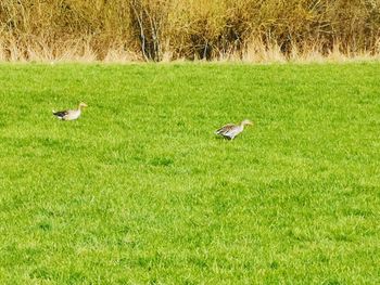 View of birds on grass