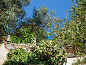 Low angle view of fresh green tree against sky