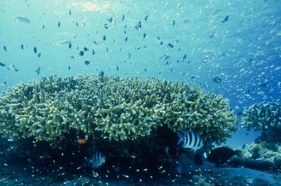 Fish swimming in sea