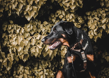 Black dog looking away in front of ivy leaves wall