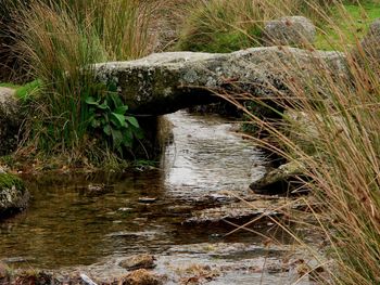 High angle view of stream flowing in forest