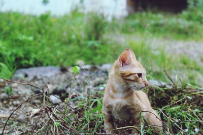 Close-up of ginger cat sitting on grass