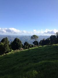 Trees on field against sky