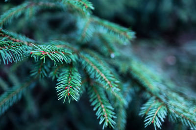 Close-up of pine tree