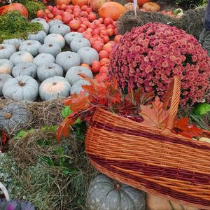 High angle view of flowering plants in market for sale