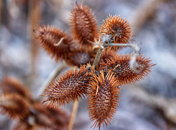 Close-up of flowers growing on tree