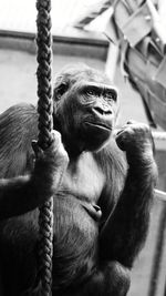 Close-up of cat sitting on rope in zoo