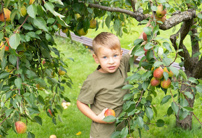 Little blond boy picking pears in the garden. autumn harvest of fruits