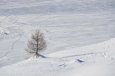 Snow covered trees on field