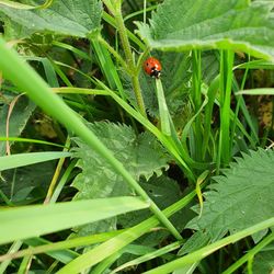 Close-up of ladybug on leaf