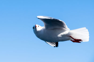 Low angle view of seagull flying