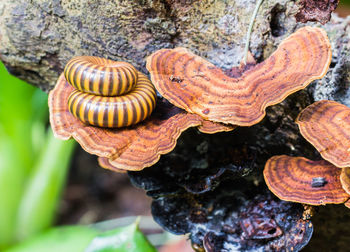 Close-up of shells on tree