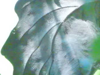 Close-up of leaves