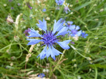 Purple flowers blooming outdoors